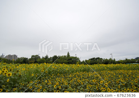 sunflower sunflower 67623636