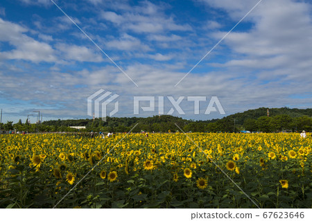 sunflower 67623646