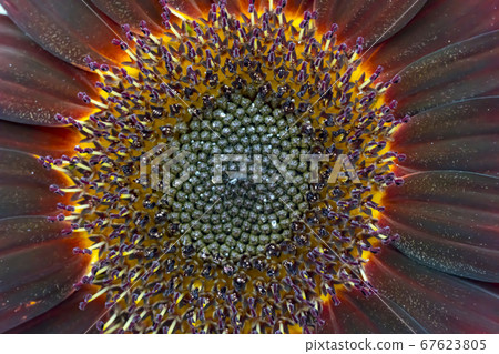 sunflower sunflower 67623805