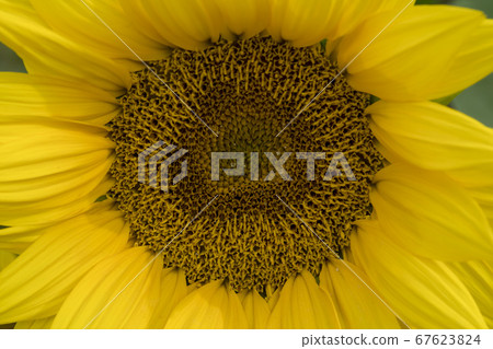 sunflower sunflower 67623824