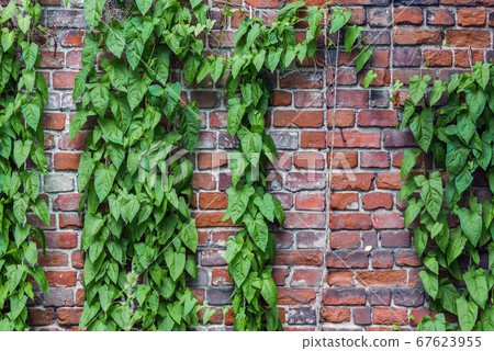 Old brick wall with a climbing green plant 67623955
