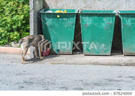 Yard dog eats from a bag near garbage containers Yard dog eats from a bag near garbage containers 67624009