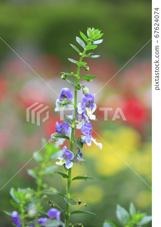 Engelonia (Engelonia Angel Face) Engelonia (Engelonia Angel Face) 67624074
