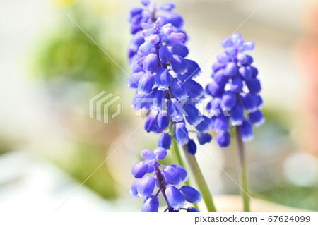 穆斯卡里花 67624099