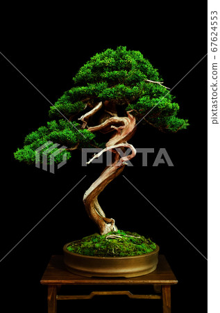 Bonsai with black background 67624553