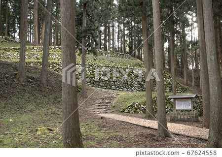 七尾城遺址石垣櫻 七尾城遺址石垣櫻 67624558