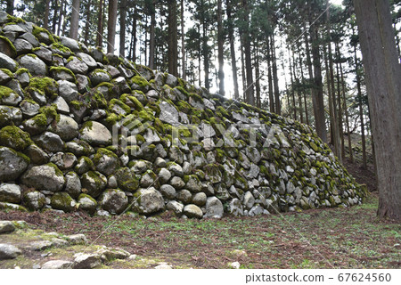 七尾城遺址石垣櫻 67624560