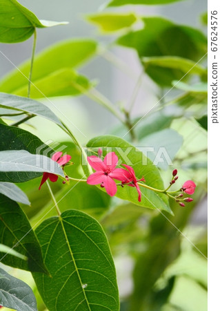 羚牛'Zakura（Nanoyo Zakura） 67624576