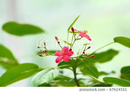 羚牛'Zakura（Nanoyo Zakura） 67624581