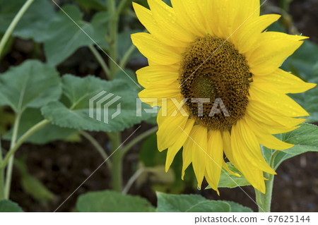 向日葵 67625144