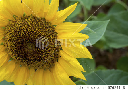 sunflower 67625148