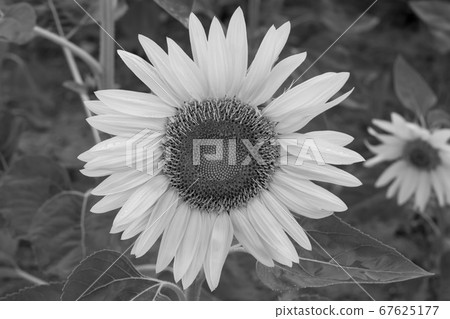sunflower sunflower 67625177