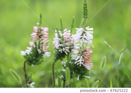 Erica flower Erica flower 67625222