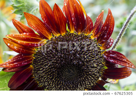 sunflower sunflower 67625305