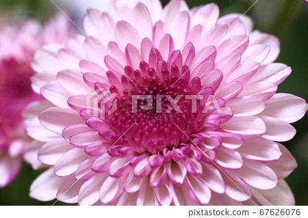 紫色噴霧媽媽特寫 67626076