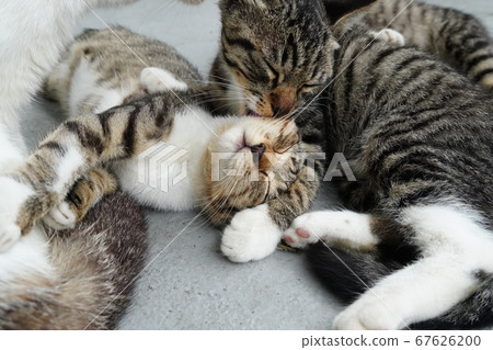 流浪貓家庭 67626200