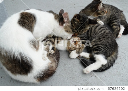 Stray cat family Stray cat family 67626202