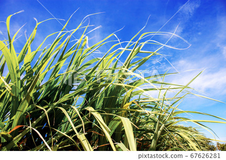 Leaves of sugarcane with blue sky. Leaves of sugarcane with blue sky. 67626281