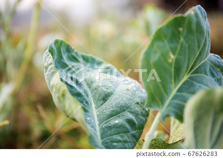 Leaves kale in farm. Leaves kale in farm. 67626283