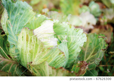 Cabbage on ground. 67626300