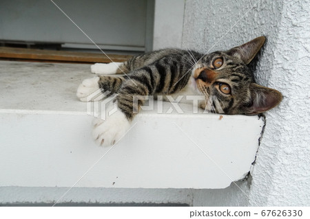 Stray cat kitten lying down after playing Stray cat kitten lying down after playing 67626330