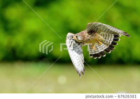 Kestrel flying against the green Kestrel flying against the green 67626381