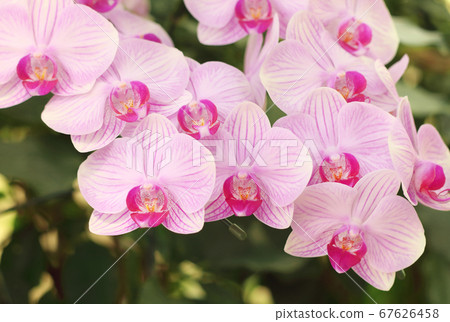 Close up of white and purple phalaenopsis orchid flowers is blooming in the garden. 67626458