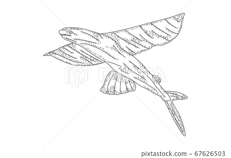 88 constellation with shadow without line 67626503