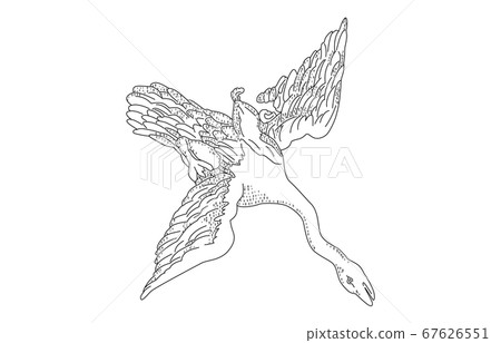 88星座有陰影無線白天鵝座 67626551