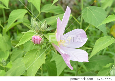 Light pink hibiscus flowers in full bloom and cute buds Light pink hibiscus flowers in full bloom and cute buds 67626669