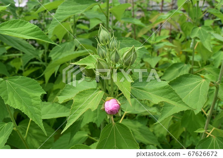 Green buds and pink buds blooming brightly Green buds and pink buds blooming brightly 67626672