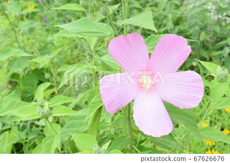 亮粉紅色淺綠色 67626676