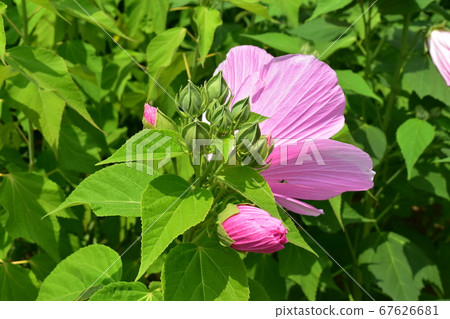 Pretty pink buds Pretty pink buds 67626681