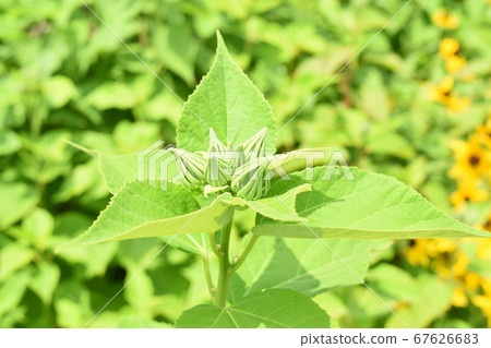 The green bud is beautiful, too 67626683