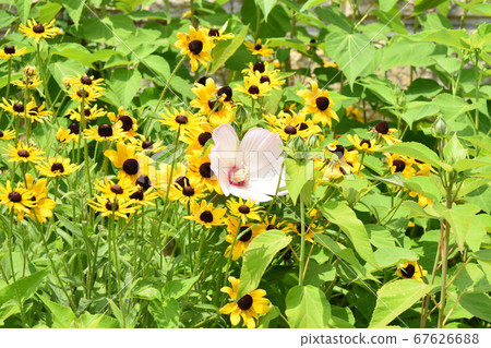 Light pink light green light between Ludbeckia 67626688