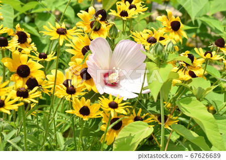 Light pink light green light between Ludbeckia Light pink light green light between Ludbeckia 67626689