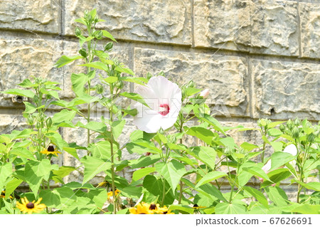 A beautifully blooming white green light A beautifully blooming white green light 67626691