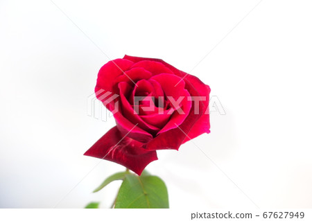 Roses Roses roses Roses Roses roses 67627949