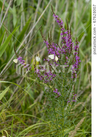 佛陀蝴蝶 67628007