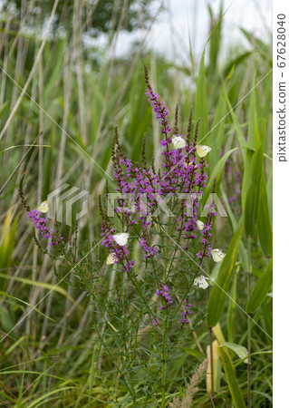 佛陀蝴蝶 67628040