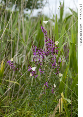 佛陀蝴蝶 67628041