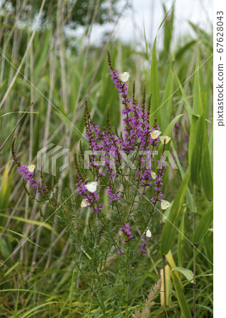 佛陀蝴蝶 67628043