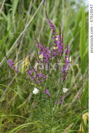 佛陀蝴蝶 67628047