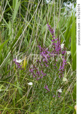 佛陀蝴蝶 67628074