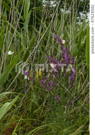 佛陀蝴蝶 67628082