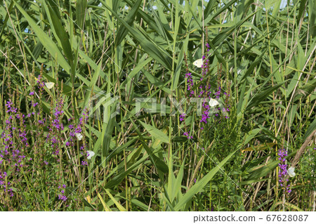 佛陀蝴蝶 67628087