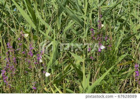 佛陀蝴蝶 67628089