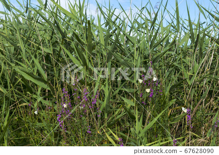 佛陀蝴蝶 67628090