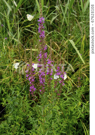 佛陀蝴蝶 67628108