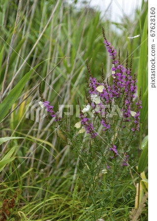 佛陀蝴蝶 67628160